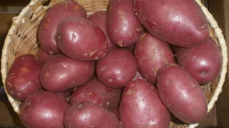 High-yielding potato variety Evolution, capable of adapting to any climate conditions