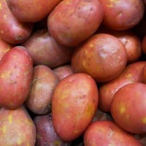 Varietà di patate evolutiva ad alto rendimento, capace di adattarsi a qualsiasi condizione climatica