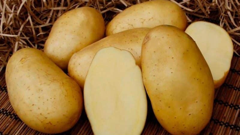 Variedade de batata despretensiosa Felox com excelente sabor