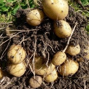 Varietà di patate Felox senza pretese dal gusto eccellente