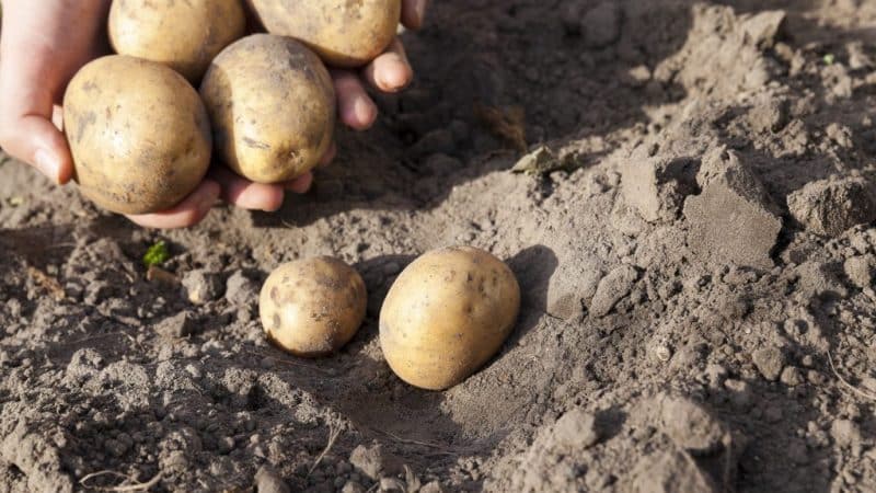 Ultra-früh reifende Kartoffelsorte Karatop