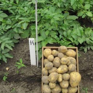 Ultra-early ripening potato variety Karatop