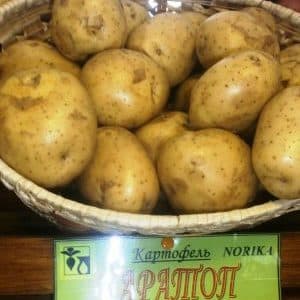 Variedad de patata de maduración ultra temprana Karatop