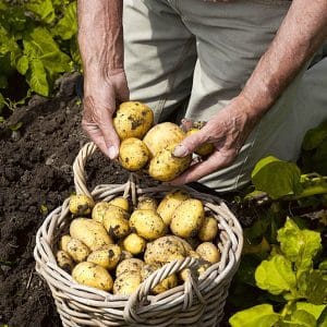 Ultra-früh reifende Kartoffelsorte Karatop