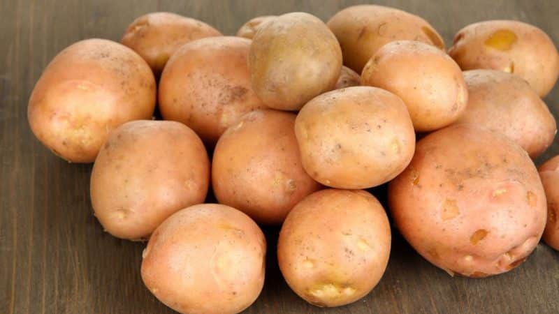 Late-ripening potato variety Ang Cardinal ay hindi natatakot sa mga biglaang pagbabago sa panahon