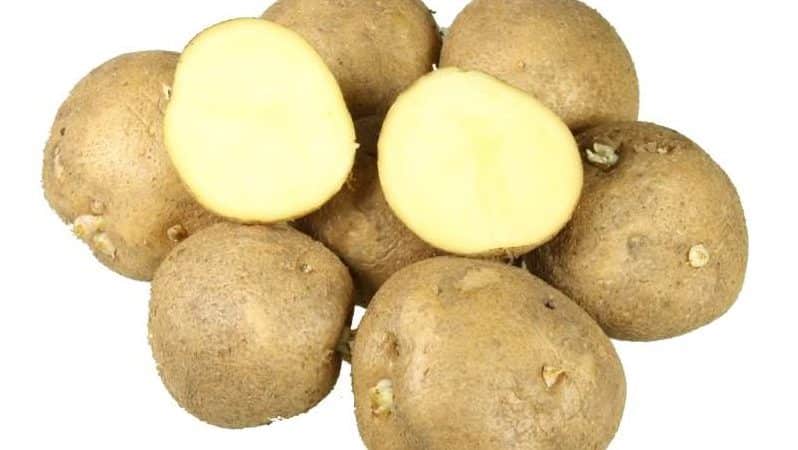 Ano ang maganda sa iba't ibang Kolobok patatas at kung bakit gustong-gusto ito ng mga hardinero