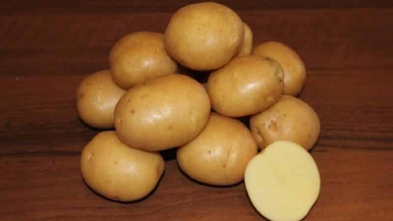 Ano ang maganda sa iba't ibang Kolobok patatas at kung bakit gustong-gusto ito ng mga hardinero