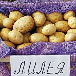 Isang nakamamanghang Liley potato variety na may pantay, makinis na mga tubers at napakasarap na lasa.