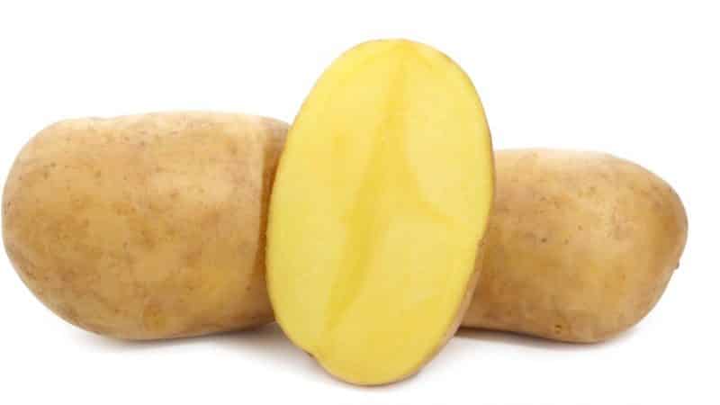 A stunning Liley potato variety with even, smooth tubers and excellent taste.