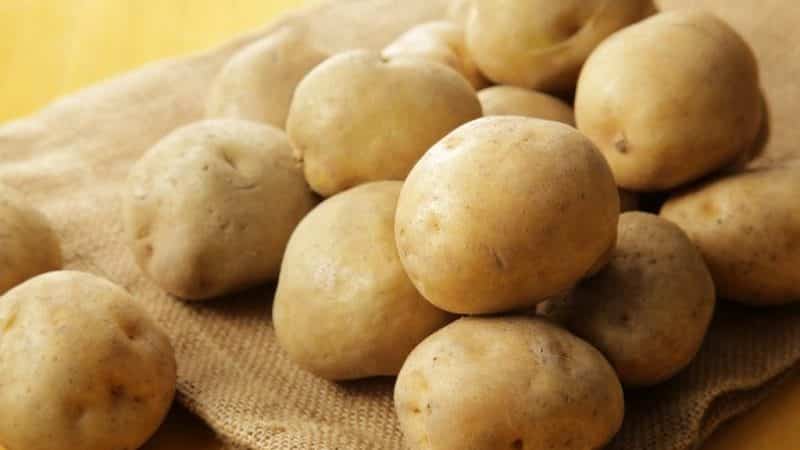 Isang nakamamanghang Liley potato variety na may pantay, makinis na mga tubers at napakasarap na lasa.