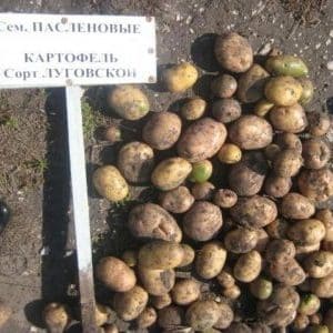 Mid-season, high-yielding potato variety Lugovskoy, perpekto para sa mashed patatas