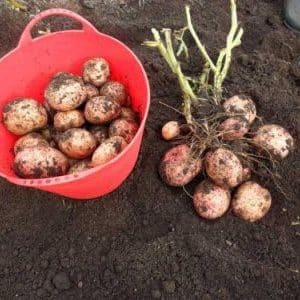 Mid-season, high-yielding potato variety Lugovskoy, perpekto para sa mashed patatas