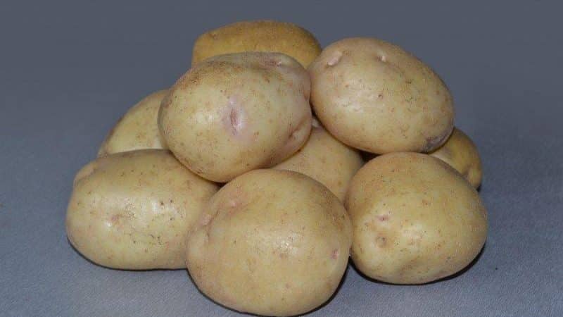 Isang hindi kapani-paniwalang kumbinasyon ng hindi mapagpanggap at pagiging produktibo ng iba't ibang patatas ng Nevsky