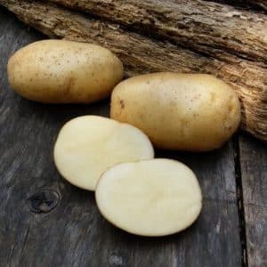 Un'incredibile combinazione di senza pretese e produttività della varietà di patate Nevsky