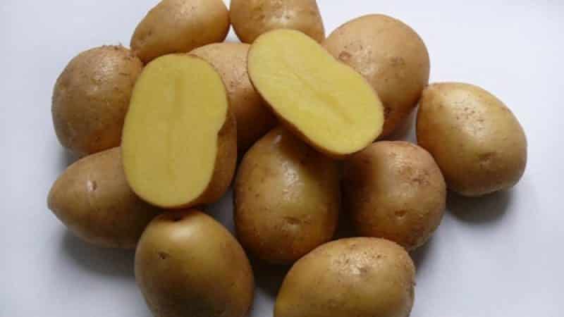 Un'incredibile combinazione di senza pretese e produttività della varietà di patate Nevsky