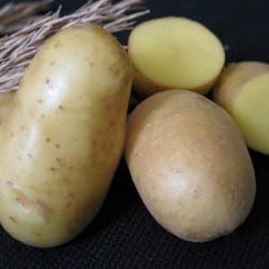 Un'incredibile combinazione di senza pretese e produttività della varietà di patate Nevsky