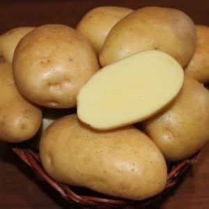 Hindi mapagpanggap, mid-late na iba't ibang patatas na Nikulinsky