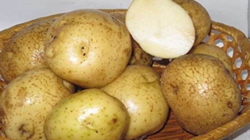 Unpretentious, mid-late potato variety Nikulinsky