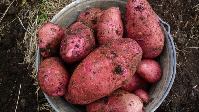 Středně raná odrůda brambor Rodrigue s velkými růžovými hlízami