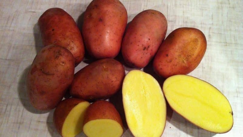 Mid-early potato variety Rodrigue na may malalaking pink tubers