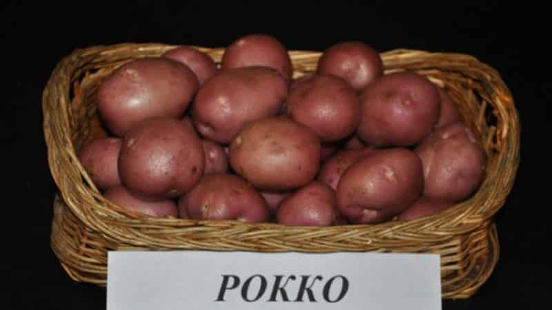 Varietà di patate Roko ad alto rendimento, ideale per bollire e cuocere al forno