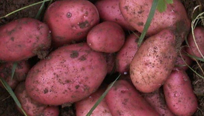 Varietà di patate Roko ad alto rendimento, ideale per bollire e cuocere al forno