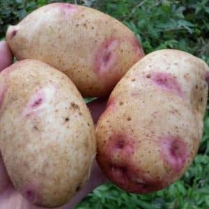 Domestic table potato variety Skazka