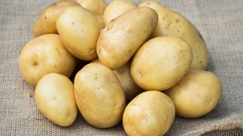 Early ripe table potato variety Uladar: description, photos and reviews from summer residents