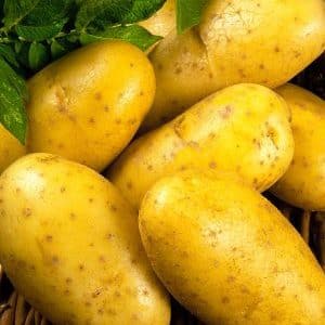 Early ripe table potato variety Uladar: description, photos and reviews from summer residents