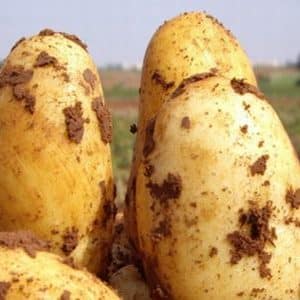 Variété de pomme de terre de table à maturité précoce Uladar: description, photos et avis des résidents d'été