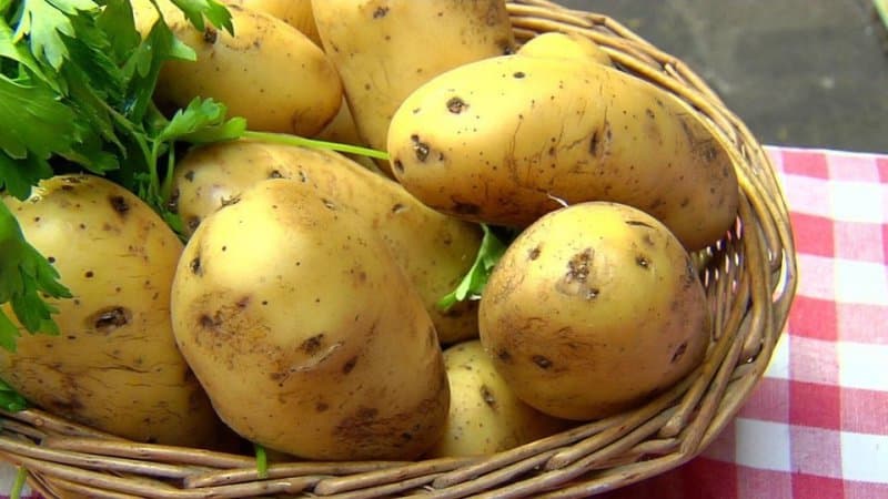 Potatis i kampen mot hemorrojder: hur man gör stolpiller och kompresser för behandling