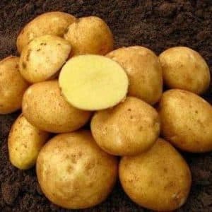 La Vineta è la varietà di patate più popolare e ad alto rendimento tra i giardinieri dilettanti