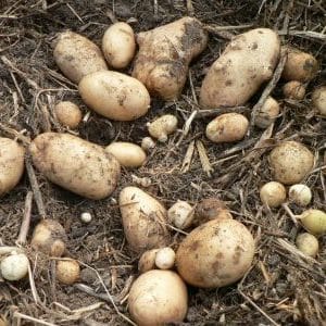 Vineta est la variété de pomme de terre la plus populaire et à haut rendement parmi les jardiniers amateurs