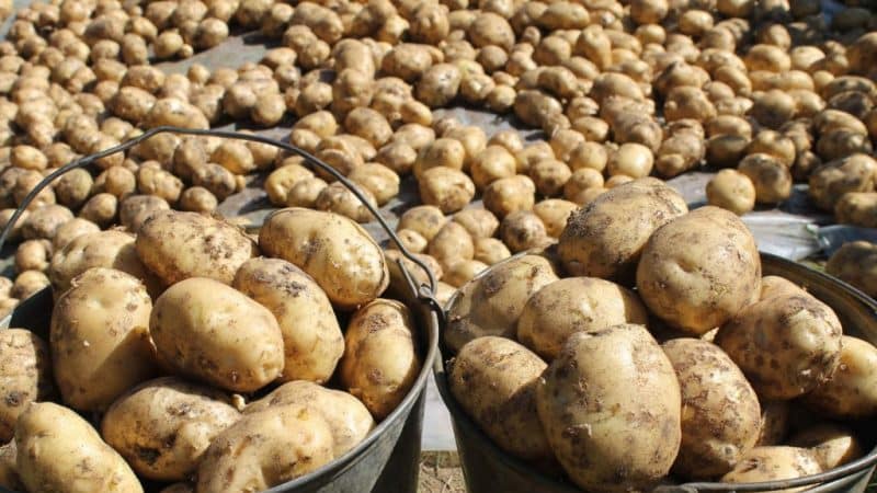 Vineta é a variedade de batata mais popular e de alto rendimento entre os jardineiros amadores