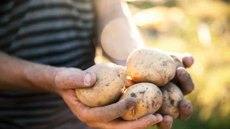 Vineta és la varietat de patata més popular i d'alt rendiment entre els jardiners aficionats