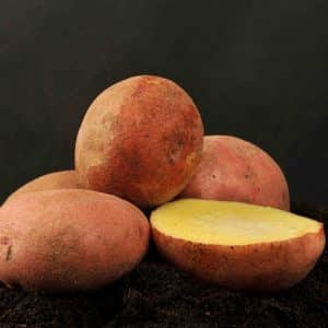 High-yielding, frost-resistant potato variety Zhuravinka with excellent taste