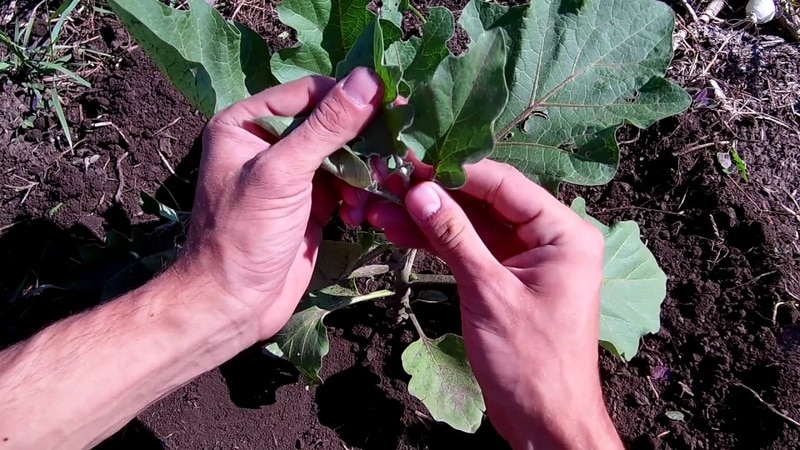 When and how to plant eggplants: a step-by-step guide for beginning gardeners