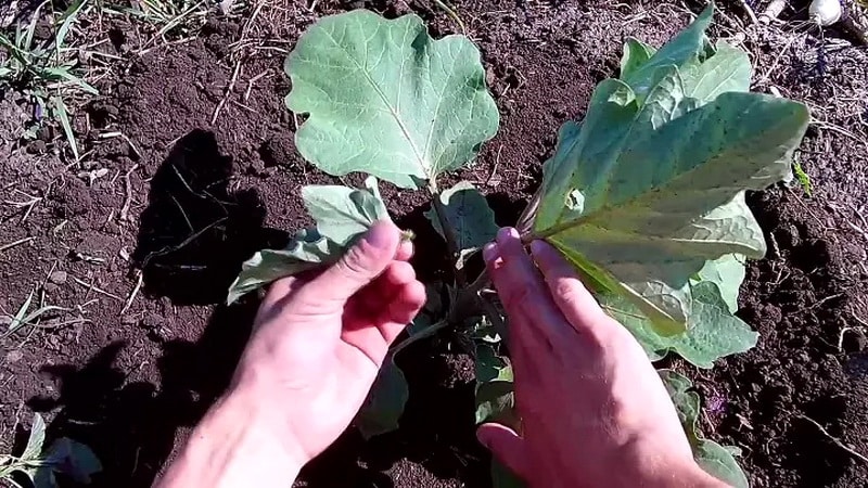 When and how to plant eggplants: a step-by-step guide for beginning gardeners