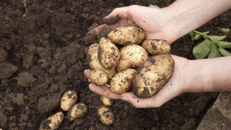 Cómo y cuándo cavar patatas para almacenarlas.