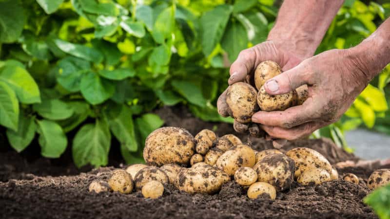 Cómo y cuándo cavar patatas para almacenarlas.