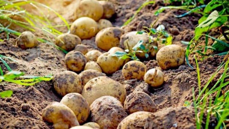 Cómo y cuándo cavar patatas para almacenarlas.