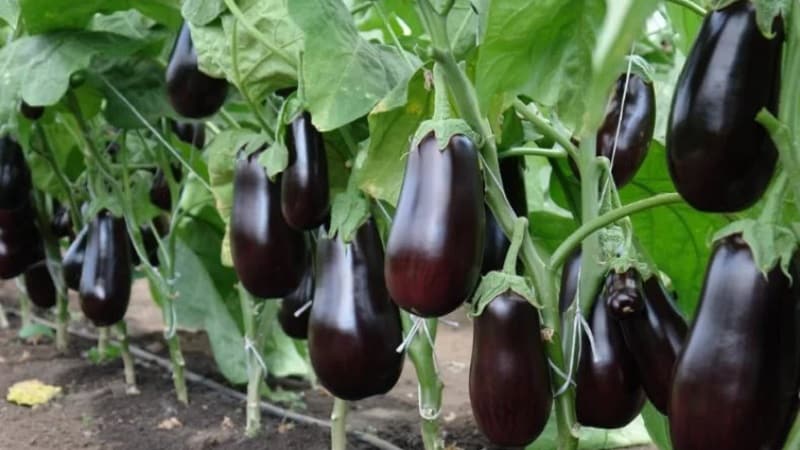 When to remove eggplants from a bush in a greenhouse and open ground and how to store the crop