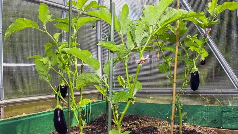 When to remove eggplants from a bush in a greenhouse and open ground and how to store the crop