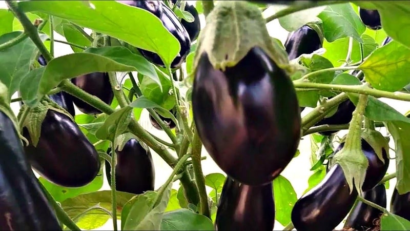 When to remove eggplants from a bush in a greenhouse and open ground and how to store the crop