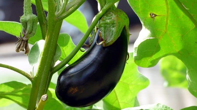 When to remove eggplants from a bush in a greenhouse and open ground and how to store the crop