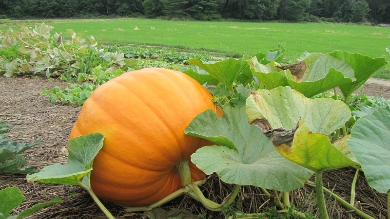 When to remove a pumpkin from a garden in the Leningrad region and how to properly store it so that it does not spoil