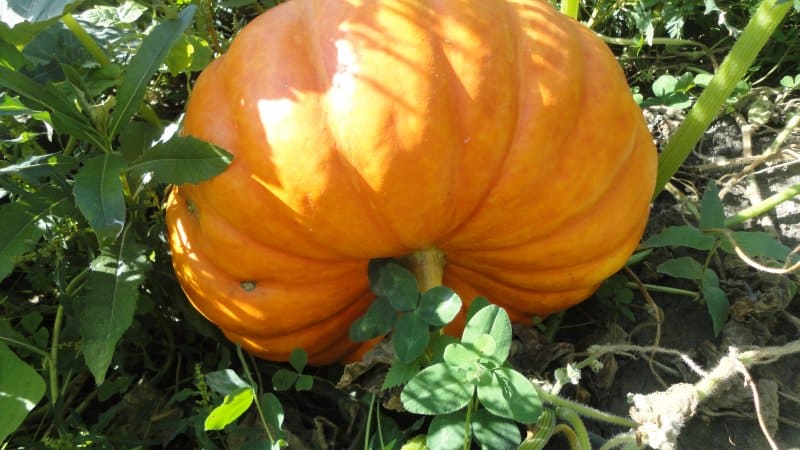 When to remove a pumpkin from a garden in the Leningrad region and how to properly store it so that it does not spoil