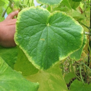 Cause delle foglie di cetriolo verde pallido e metodi per combattere il problema