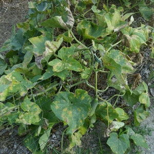 Causas das folhas verdes claras do pepino e métodos para combater o problema