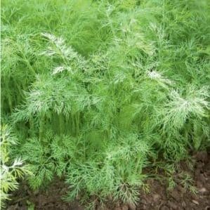 Las mejores variedades de eneldo para verduras sin sombrillas para cultivo en invernadero, campo abierto y en casa.